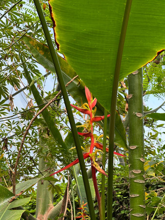 Orange flower of Expanded Lobsterclaw (lat.- Heliconia latispatha) is native to Tropical America,...