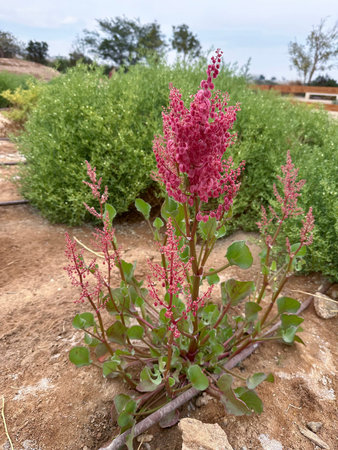 Spring blossom Knotweed or Pink Sorrel (lat.- Rumex cyprius)