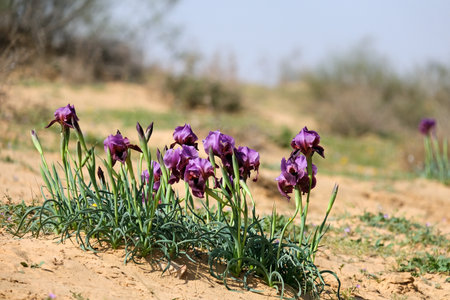 Spring flowering of Iris Negev or Iris Mariae in the Negev desertの写真素材