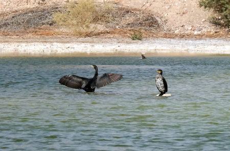 Two Great Cormorants (Phalacrocorax carbo) and African Cliff Swallow (Ptyonoprogne fuligula) at the Bird Watching Center, Eilatの写真素材