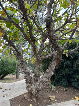 Sycamore fig with edible fruits (lat.- Ficus sycomorus)