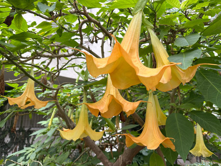 Beautiful flowering plant Angels trumpet (lat.- Brugmansia arborea)の写真素材
