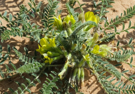 Spring Blossom Israel wildflower Beer Sheva milk-vetch (lat.- Astragalus caprinus) in the Negev...