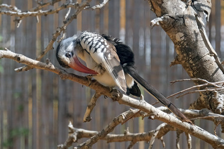 Red-billed hornbill (lat.- Tockus erythrorhynchus) in the Midbarium (former Negev Zoo)の写真素材