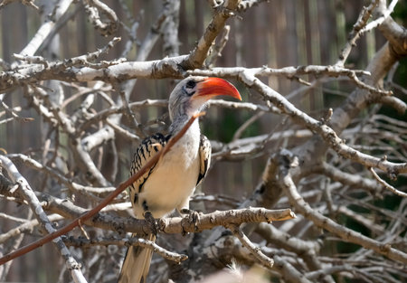 Red-billed hornbill (lat.- Tockus erythrorhynchus) in the Midbarium (former Negev Zoo)