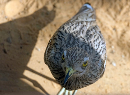 Eurasian thick-knee or simply stone-curlew (lat.- Burhinus oedicnemus) in the Midbarium (former Negev Zoo)の写真素材