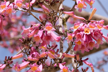 Spring blossom pink lapacho or pink trumpet tree (lat.- Tabebuia impetiginosa) on background of sky