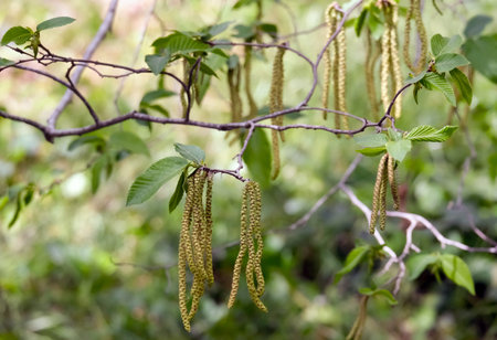 European hop-hornbeam (lat.- Ostrya carpinifolia) in the Jerusalem Botanical Garden