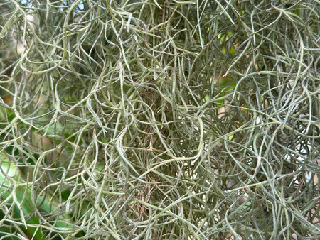 Spanish moss (lat.- Tillandsia usneoides) in a greenhouse of the Jerusalem Botanical Garden