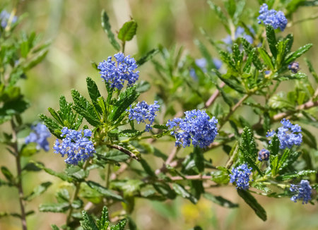 California Mountain Lilac (lat.- Ceanothus Concha) in the Jerusalem Botanical Garden
