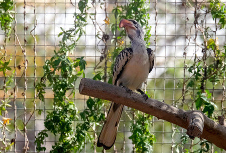 Red-billed hornbill (lat.- Tockus erythrorhynchus) in the Midbarium (former Negev Zoo)