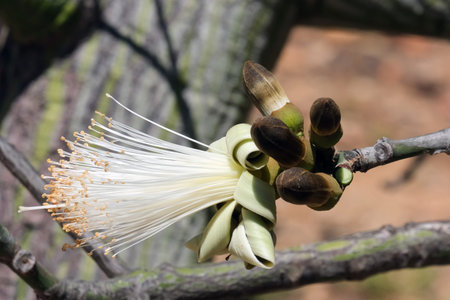 Blooming bombax ellipticum or shaving brush tree (lat.- Pseudobombax ellipticum) in the cactus...