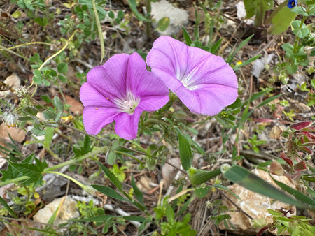 Spring blossom Syrian Bindweed or Coelesyrian Bindweed (lat.- Convolvulus coelesyriacus)