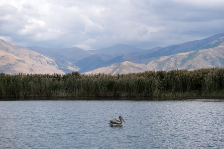 Big brown pelican (Pelecanus occidentalis) swims in the lakeの写真素材