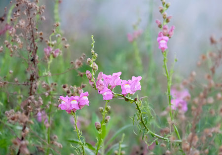 Pink Dragon flowers, snapdragons or dog flower (lat. Antirrhinum)の写真素材