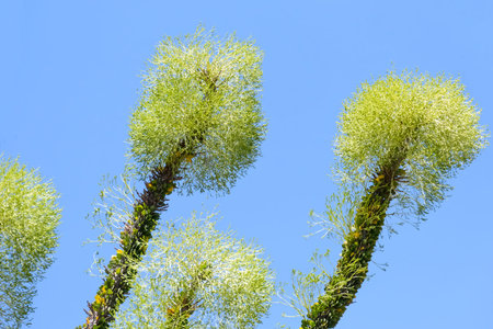 Blooming Madagascar ocotillo (lat.- Alluaudia procera) in the cactus garden in Park Yarkon, Tel Aviv