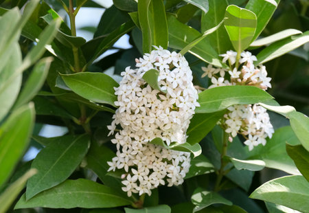 Spring beautiful blossom Bushmans poison (lat.- Acokantera oppositifolia) is a shrubの写真素材
