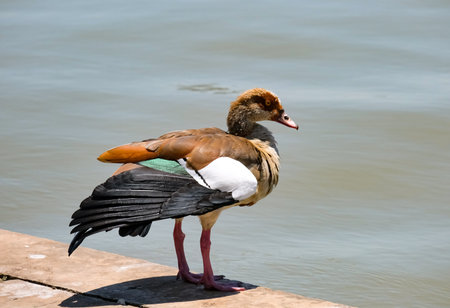 Egyptian goose (lat.- Alopochen aegyptiaca) stands on the shore of a pondの写真素材