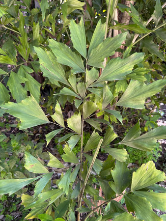 Exotic evergreen Fishtail Palm (lat.- Caryota mitis)の写真素材