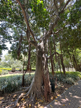 ZICHRON YAAKOV, ISRAEL - MAY 31, 2025: Banyan tree alley (lat. - Ficus benghalensis) in Ramat HaNadiv Park, created in memory of Baron Edmond de Rothschildのeditorial素材