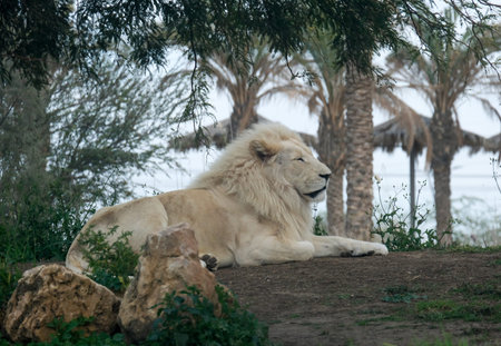 White Lion (lat. Panthera leo) in the zoo enclosure in the Midbarium (former Negev Zoo)の写真素材