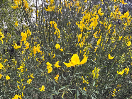 Mediterranean shrub Spanish broom plant (Spartium junceum)の写真素材
