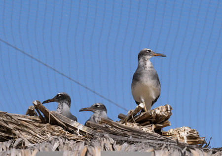 White-eyed gull (Ichthyaetus leucophthalmus) endemic to the Red Sea in the Midbarium (former Negev...