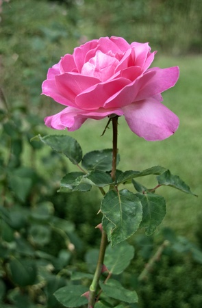 roseの写真素材