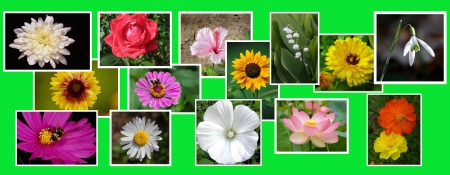 collage from flowersの写真素材