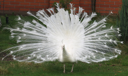 peacockの写真素材