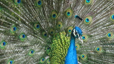 peacockの写真素材