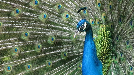 peacockの写真素材