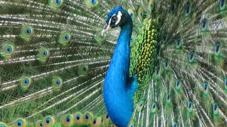 peacockの写真素材