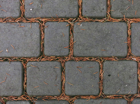 paving slabs of gray pine with needlesの写真素材