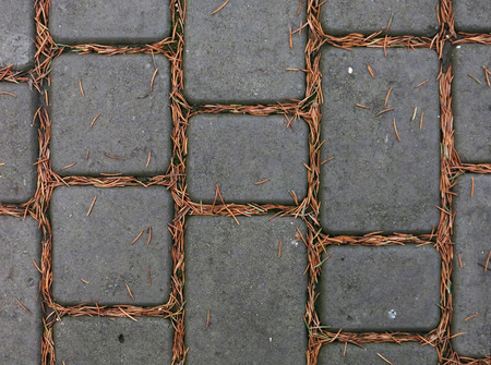 paving slabs of gray pine with needlesの写真素材