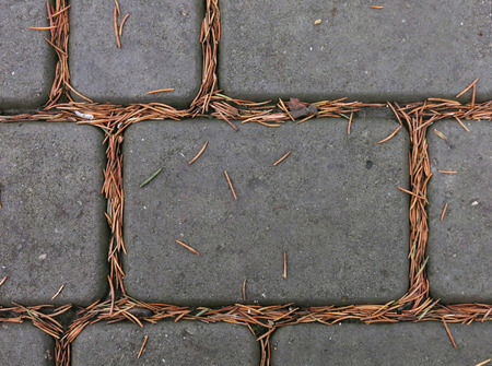 paving slabs of gray pine with needlesの写真素材