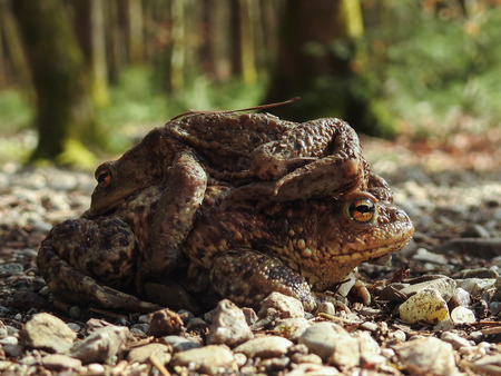 A litte blunder among Common Toads (Bufo Bufo)の写真素材