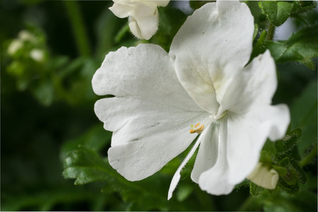White Butterfly flower blossom (Schizanthus)の写真素材