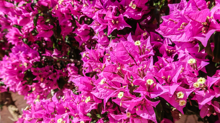 Closeup of blooming Bougainvillea bushの写真素材