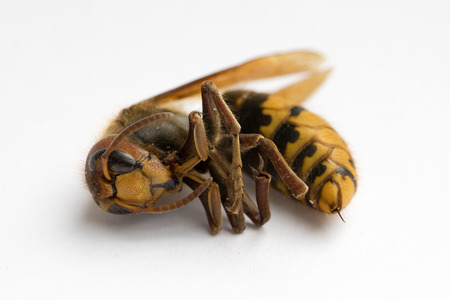 Dead European Hornet (Vespa crabro), Side/Frontal view Iの写真素材
