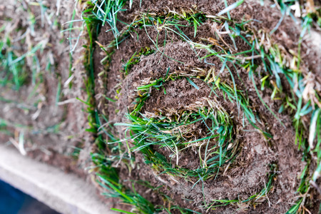 Rolled sod lawn (diagonal front view)の写真素材