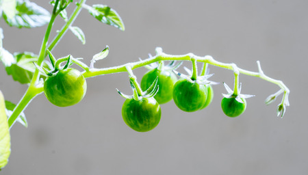 Close-up of immature wild tomato panicleの写真素材