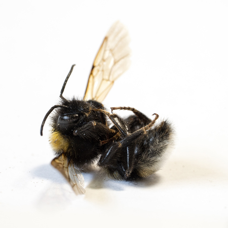 Dead bumblebee on white background IIの写真素材