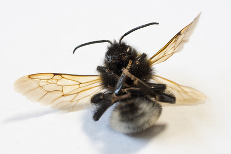 Dead bumblebee on white background Iの写真素材