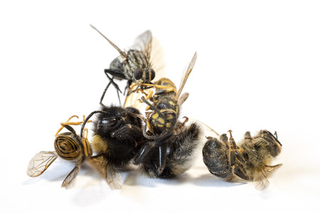 Pile of dead insects on white background VIIの写真素材