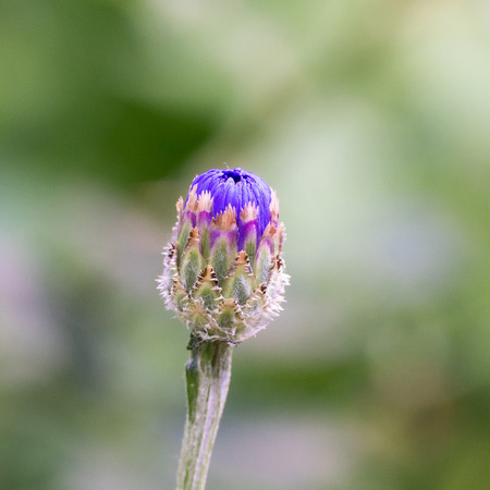 Closeup of Cornflower bud (Centaurea cyanus)の写真素材
