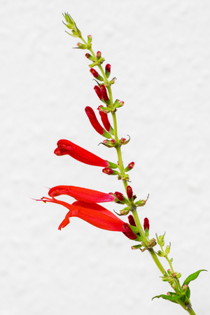 Blossoms of Pineapple Sage (Salvia elegans) on white background Iの写真素材