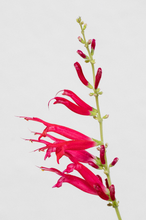 Blossoms of Pineapple Sage (Salvia elegans) on white background IIIの写真素材