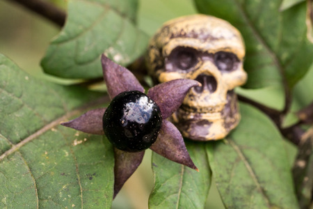 Single Fruit of Belladonna (Atropa belladonna) and deathâs headの写真素材