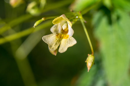 Closeup of Small-flowered Touch-me-not  (Impatiens parviflora ) flowerの写真素材